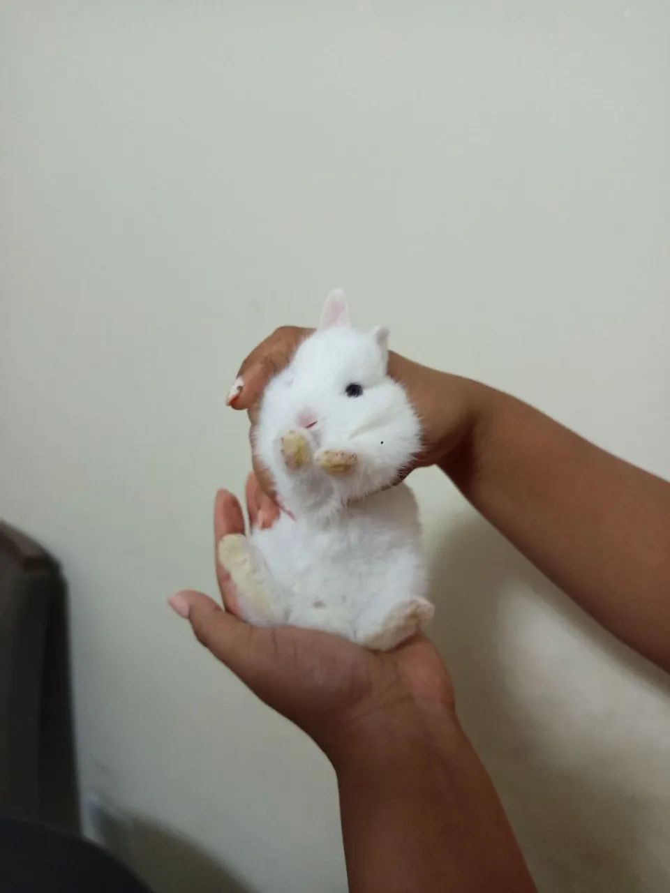 Coelhos Netherlands  - Foto 2
