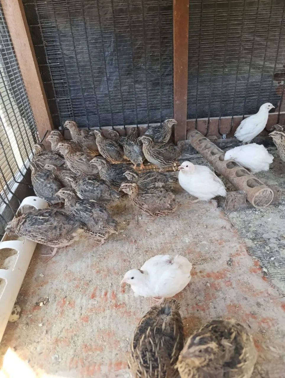 Vendo codornas 