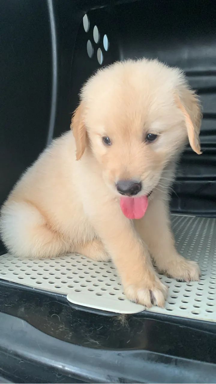 Cachorro golden  - Foto 3