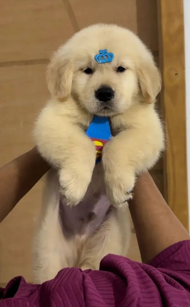 Filhote de Golden retriever