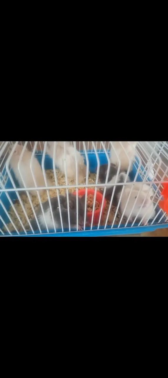 Hamster Sírio  - Foto 4