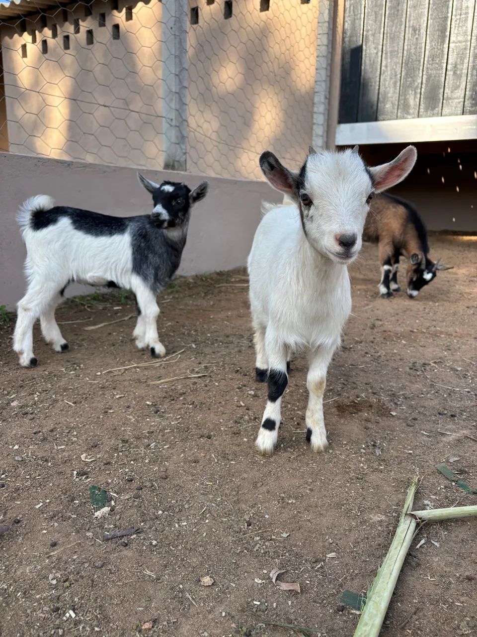 MINI CABRA 