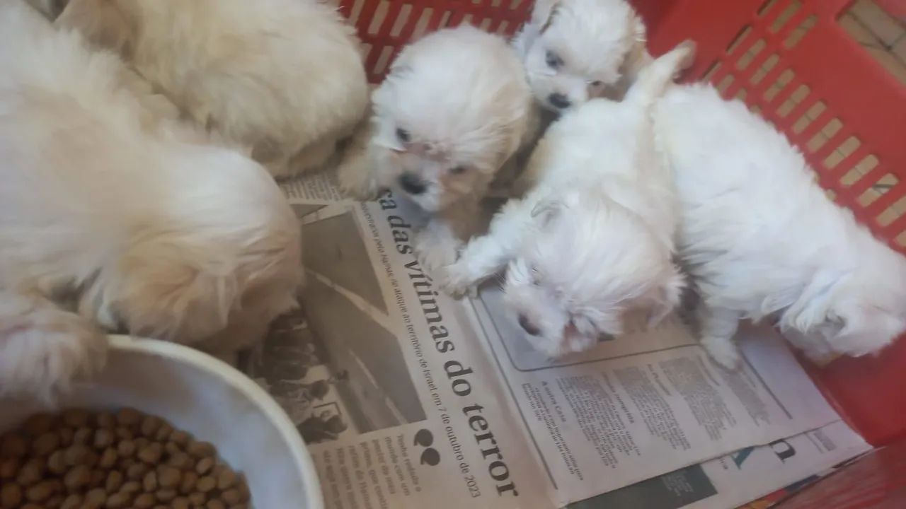 Filhotes de Maltês.  - Foto 3