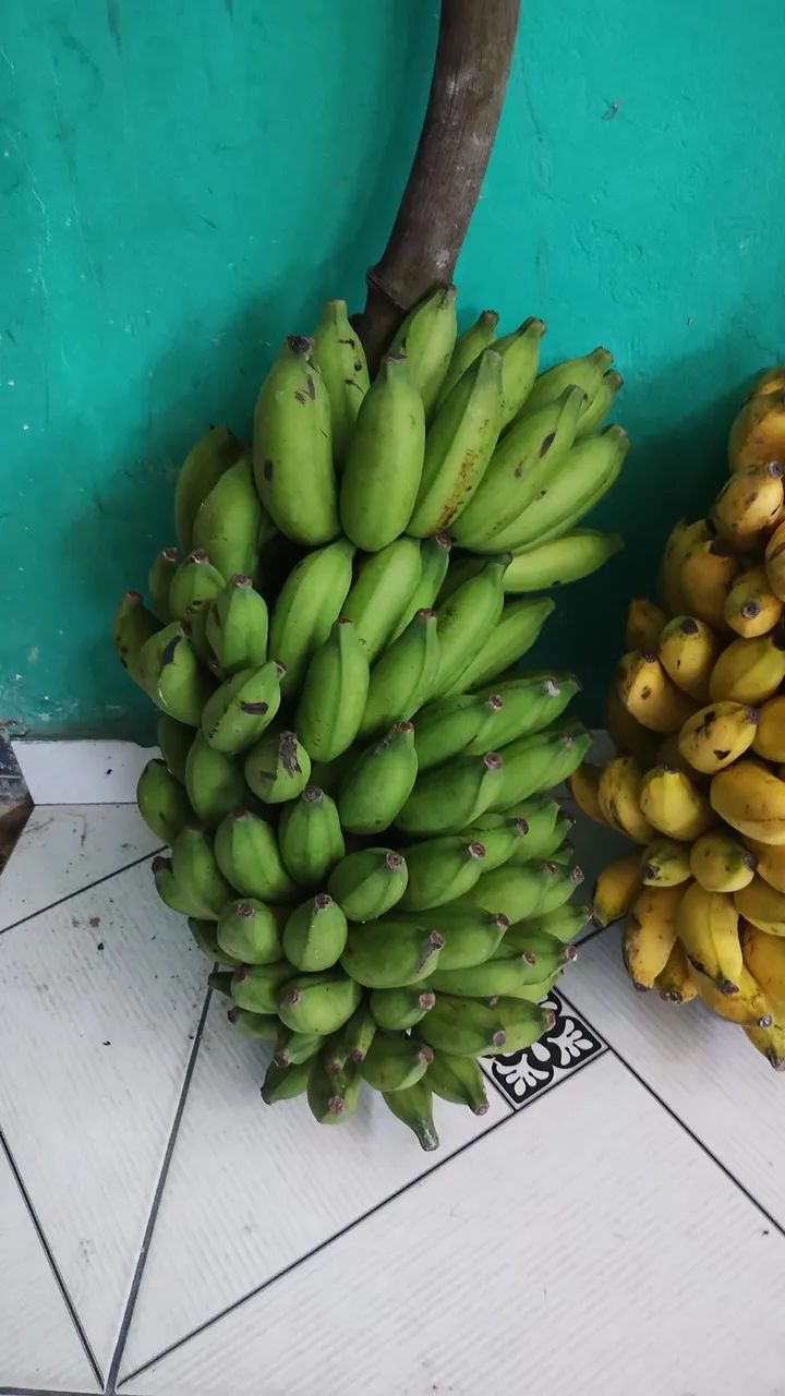 VENDO TRES CACHOS DE BANANA R$ 50,00 - Foto 5