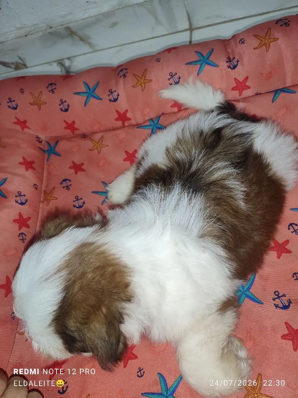 Cachorro  - Foto 3