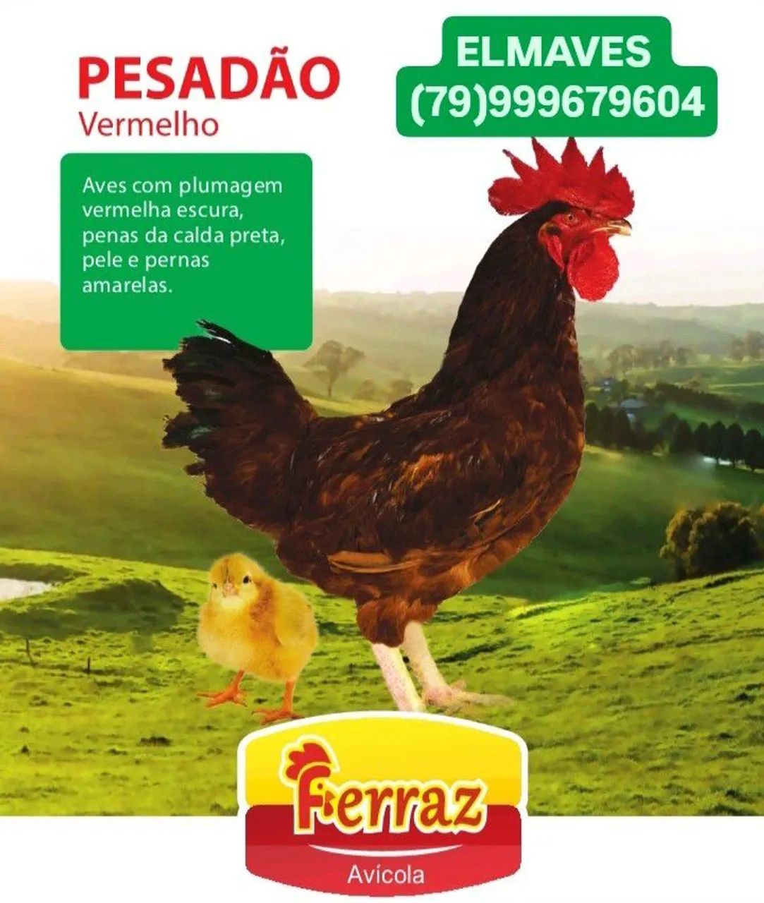 Caipiras: pesadão. Pintos de um dia.