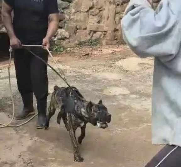 Cane Corso