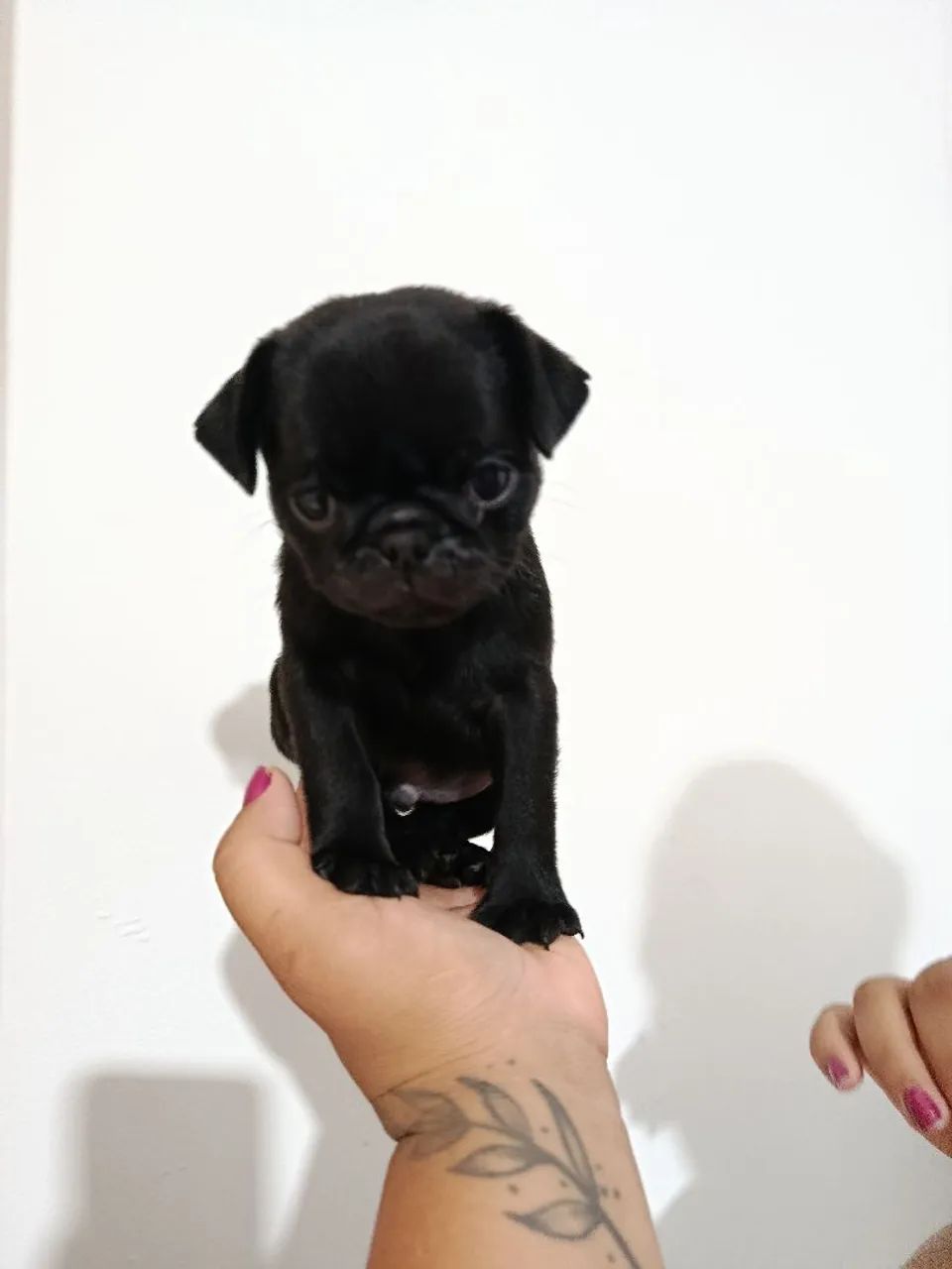 Pug filhote 