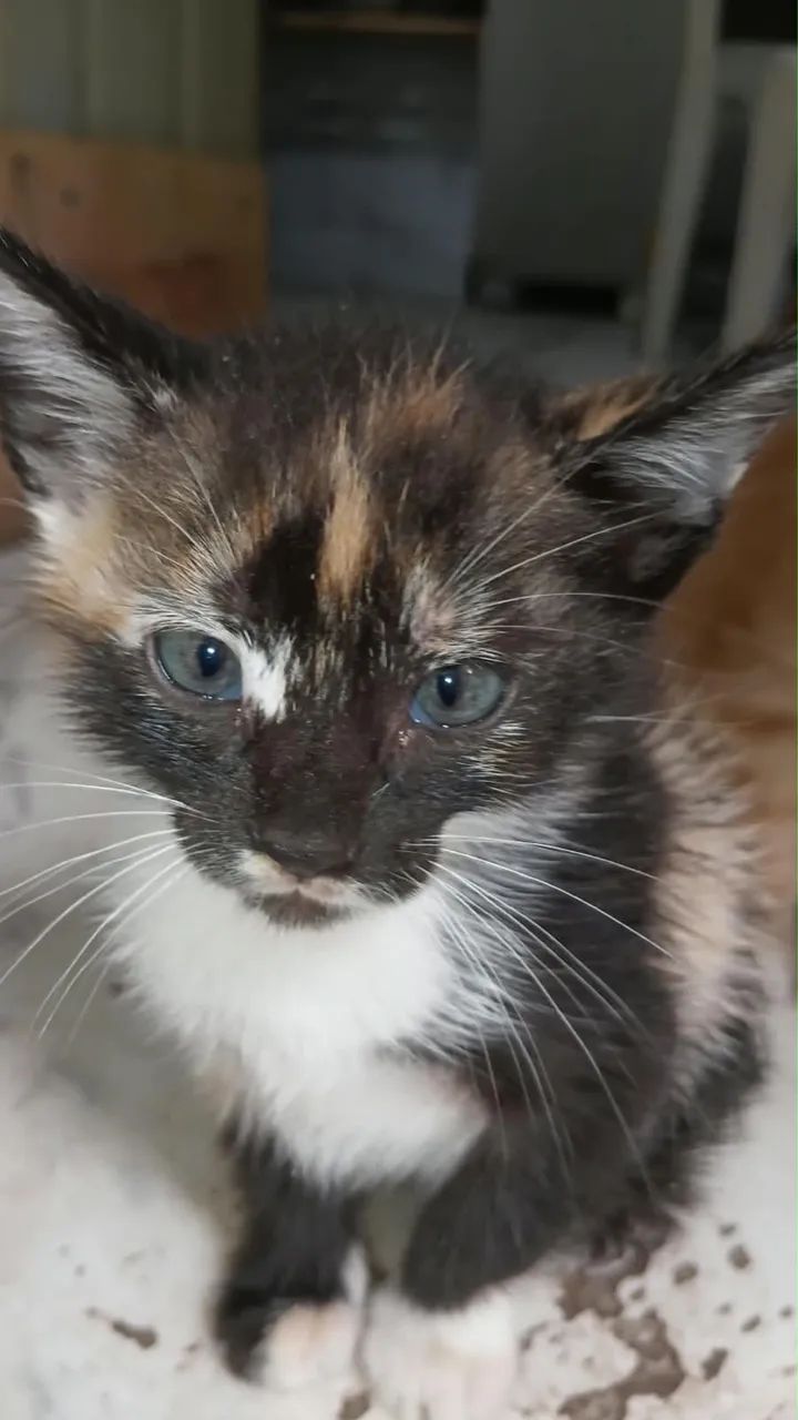 Gato pra doação  - Foto 2