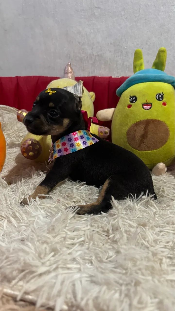 Pinscher micros - Foto 5