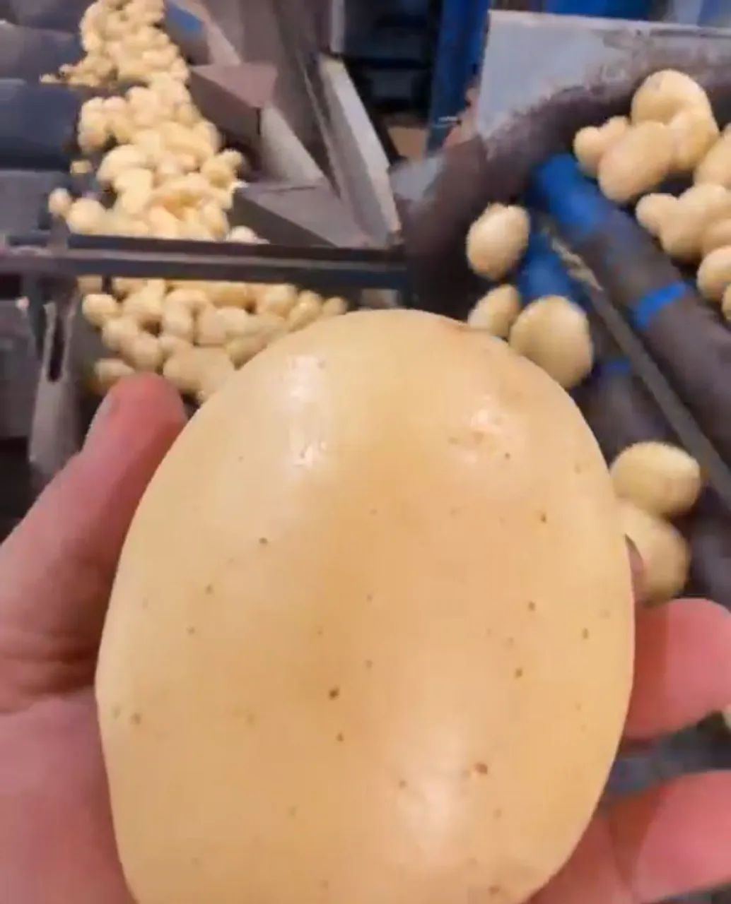 Batata no Atacado 