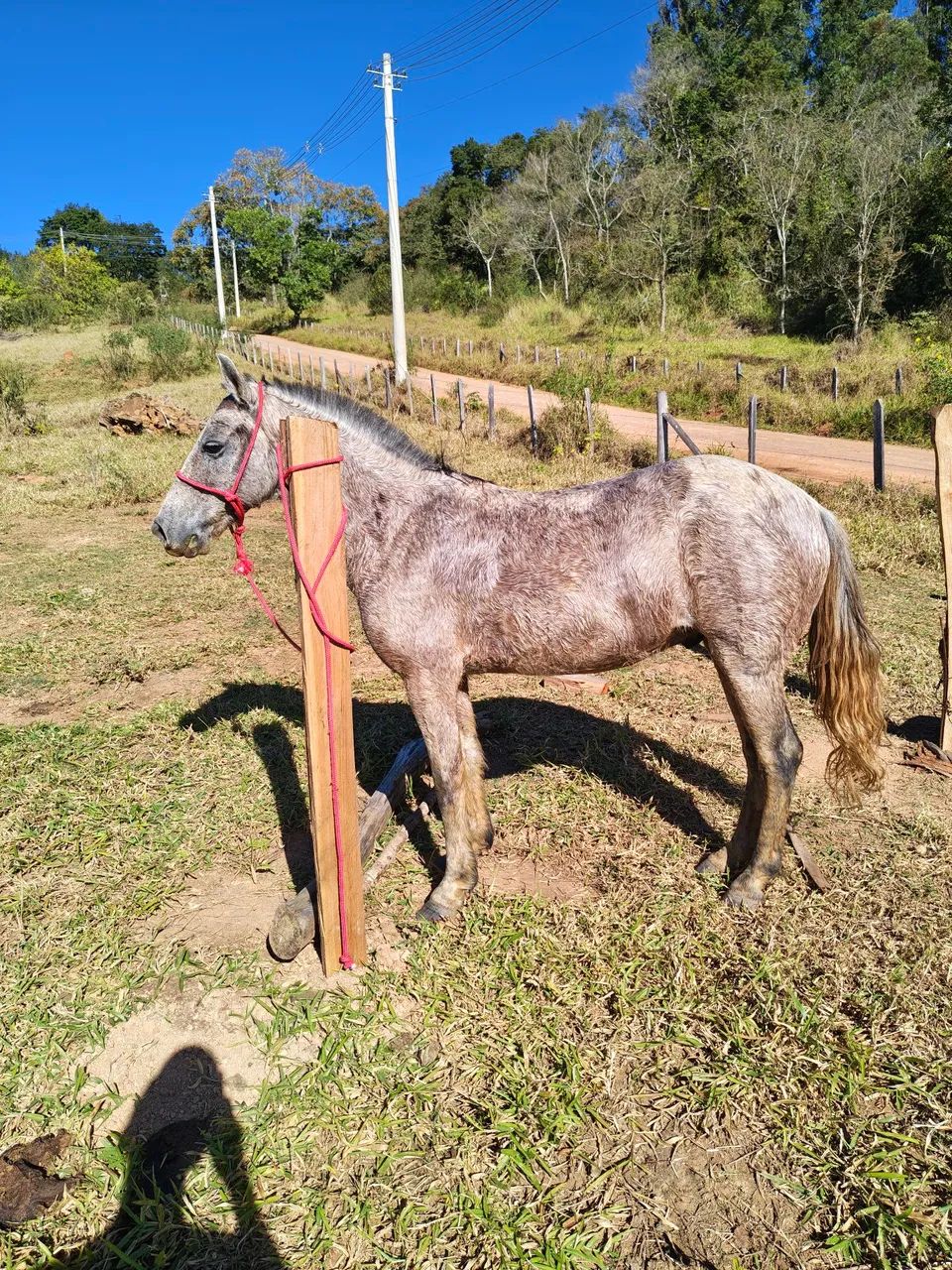 Cavalo marcha picada 