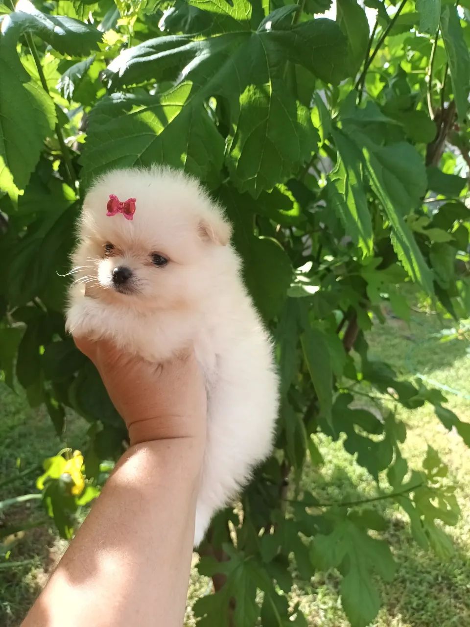 Cachorro lulu -spitz 
