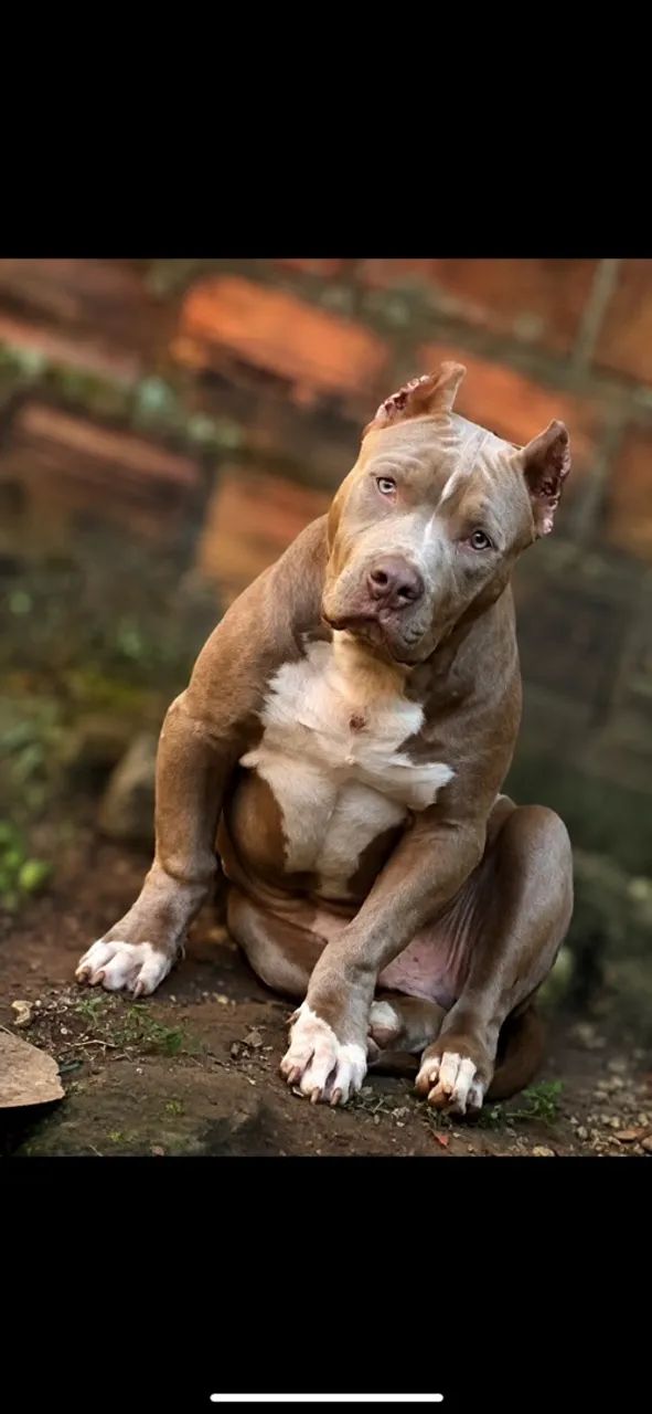 Filhote de pit monster de 6 meses - Foto 3