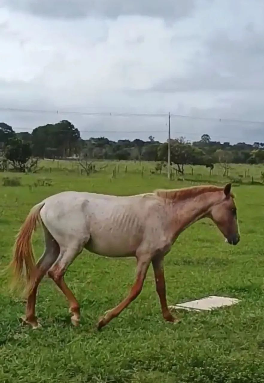 Potro mangalarga lindo - Foto 3