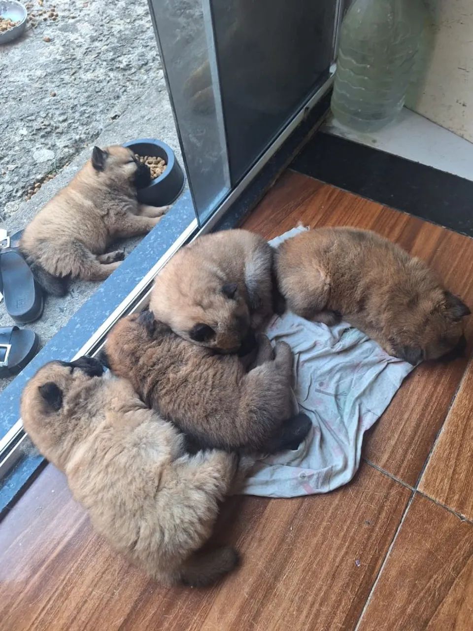 Chow Chow  - Foto 4