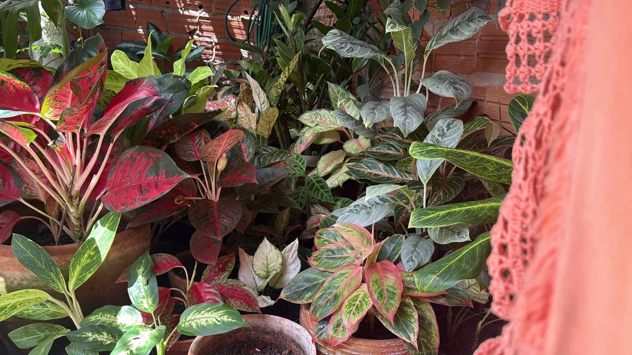 Plantas  - Foto 4