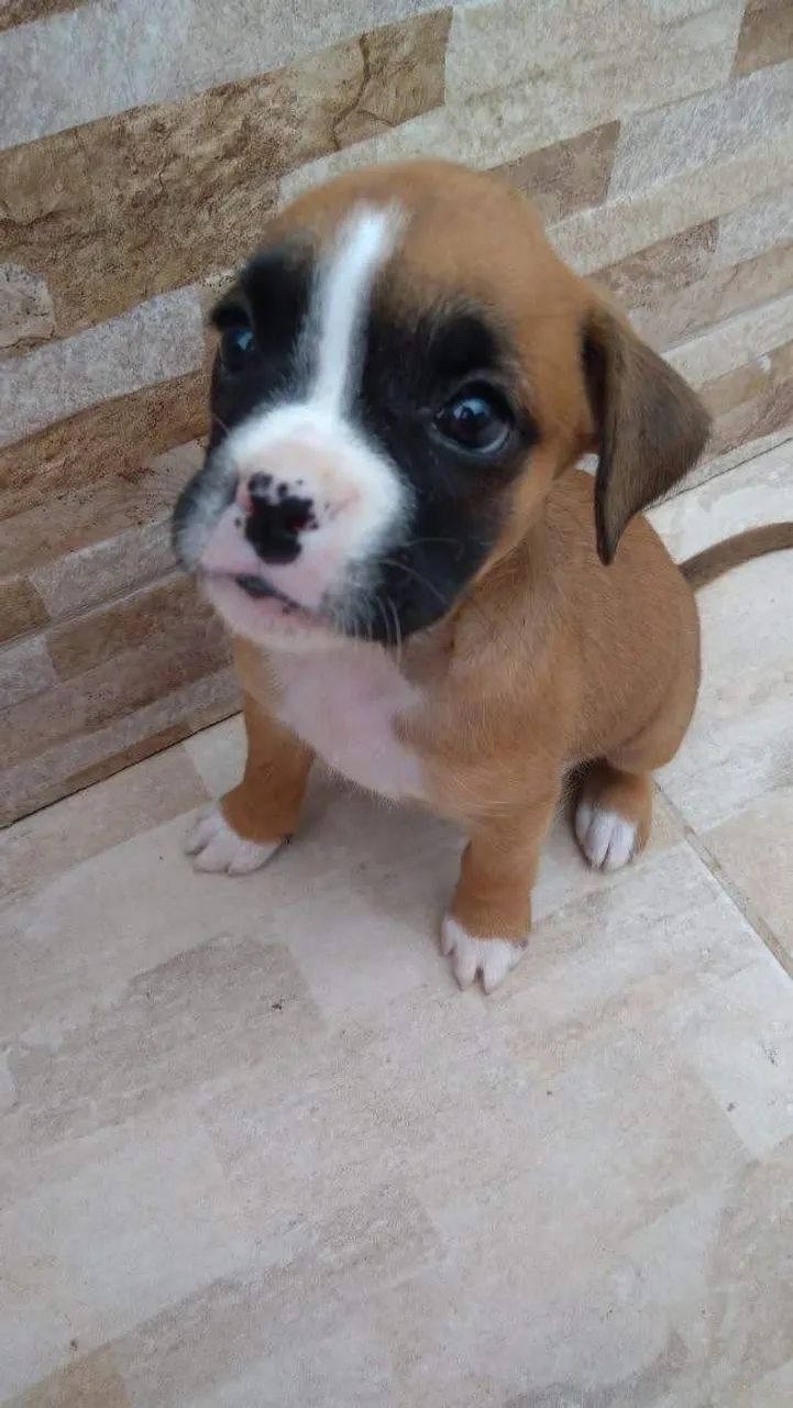 Boxer lindos filhotes  - Foto 3