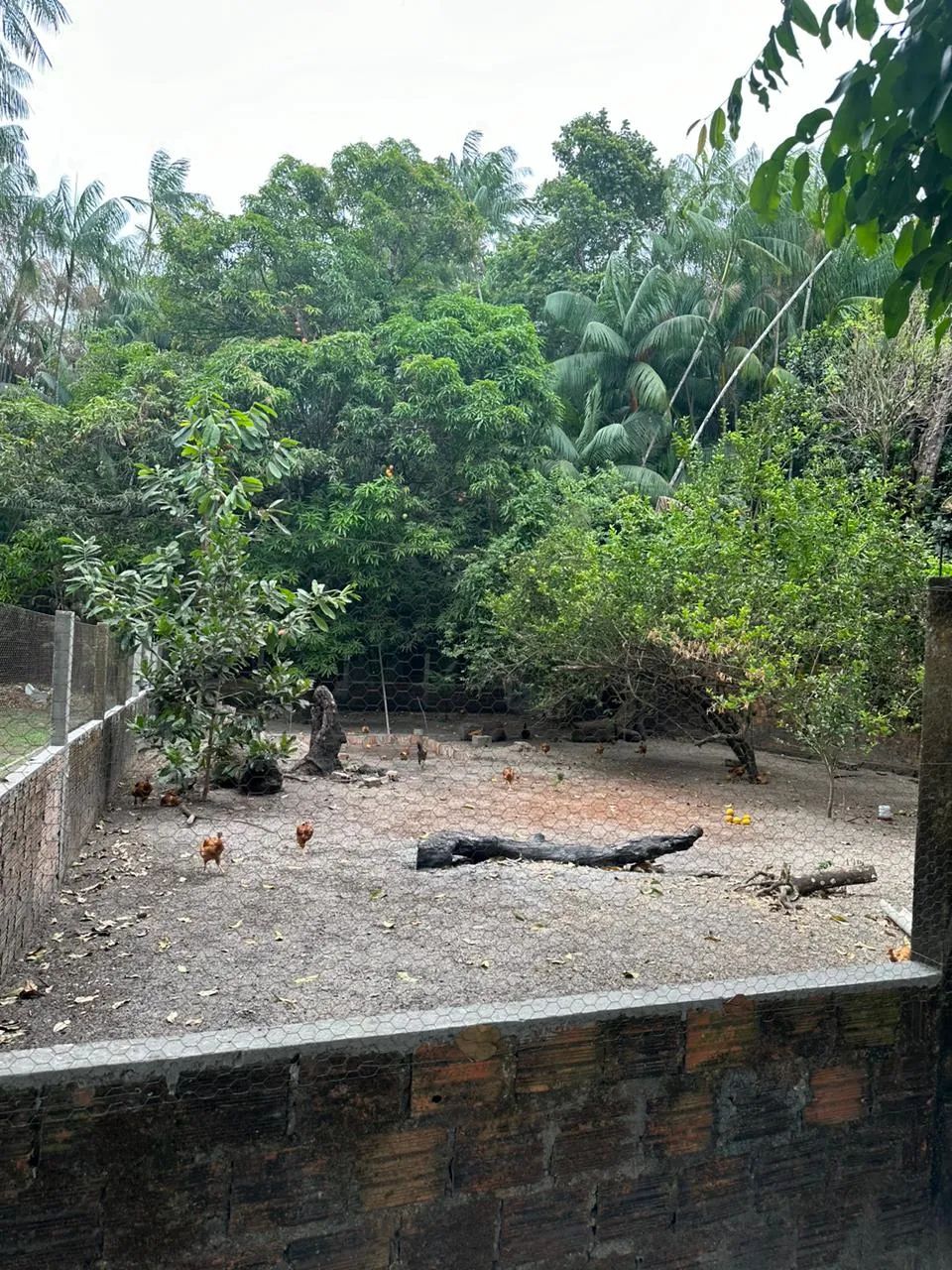 Vendo Sítio próximo Av. General Arthur Carvalhor - Foto 5