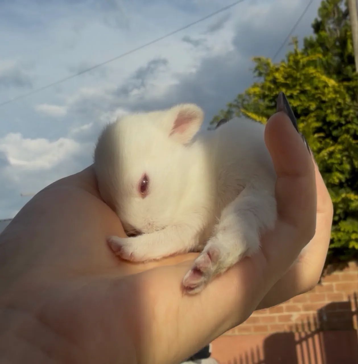 coelhos anao  - Foto 4