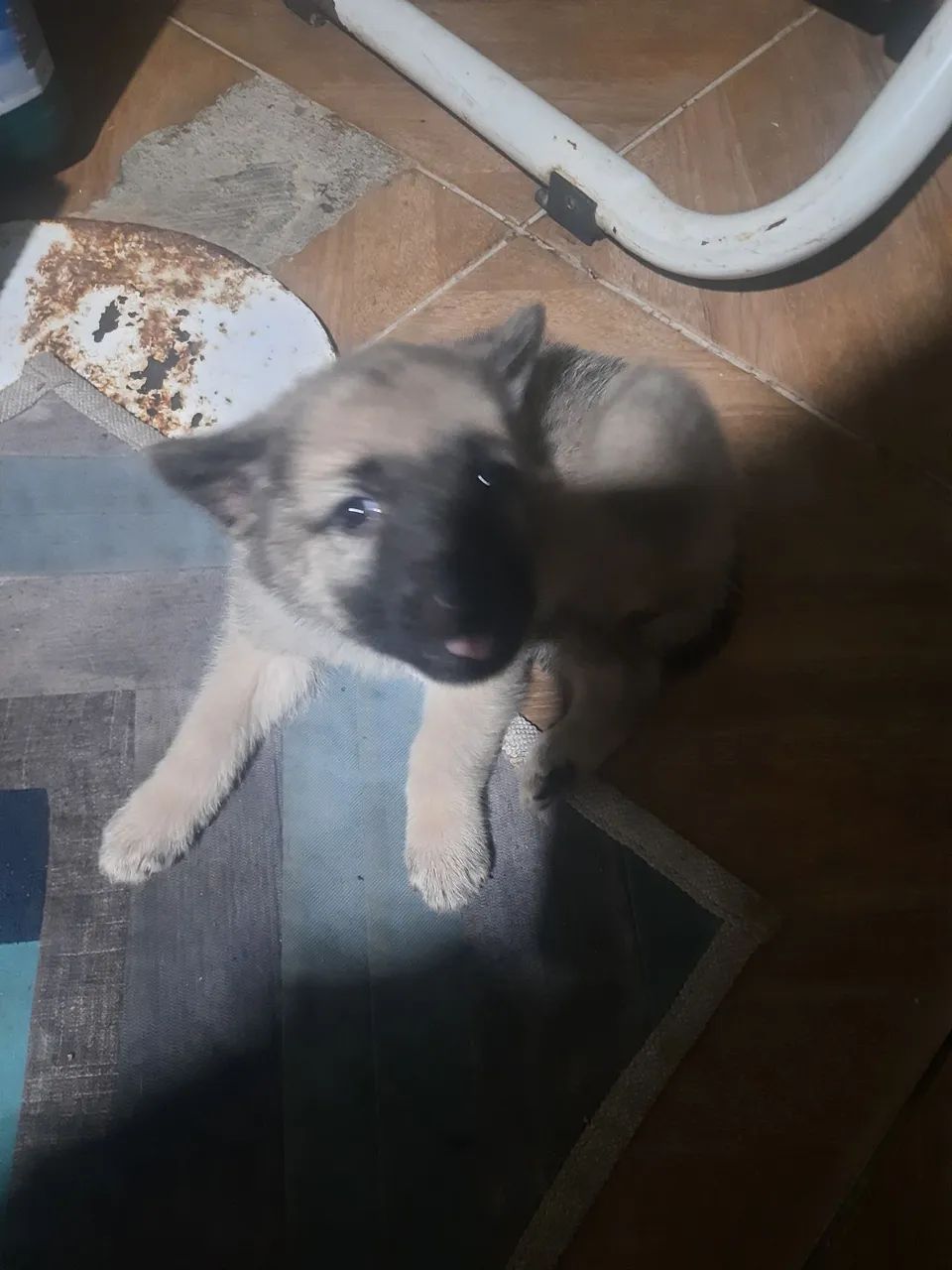 Pastor belga - Foto 3
