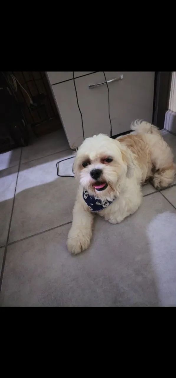 Lhasa Apso para doação - Foto 3