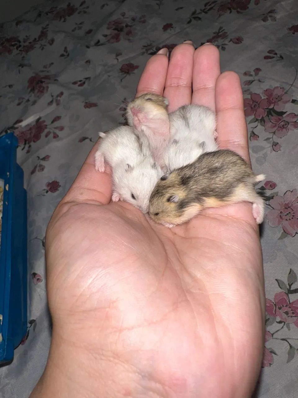 Filhotes de hamster - Foto 2