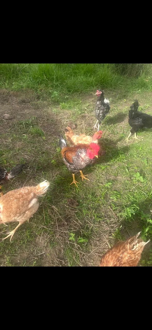 Galinhas e frango - Foto 3