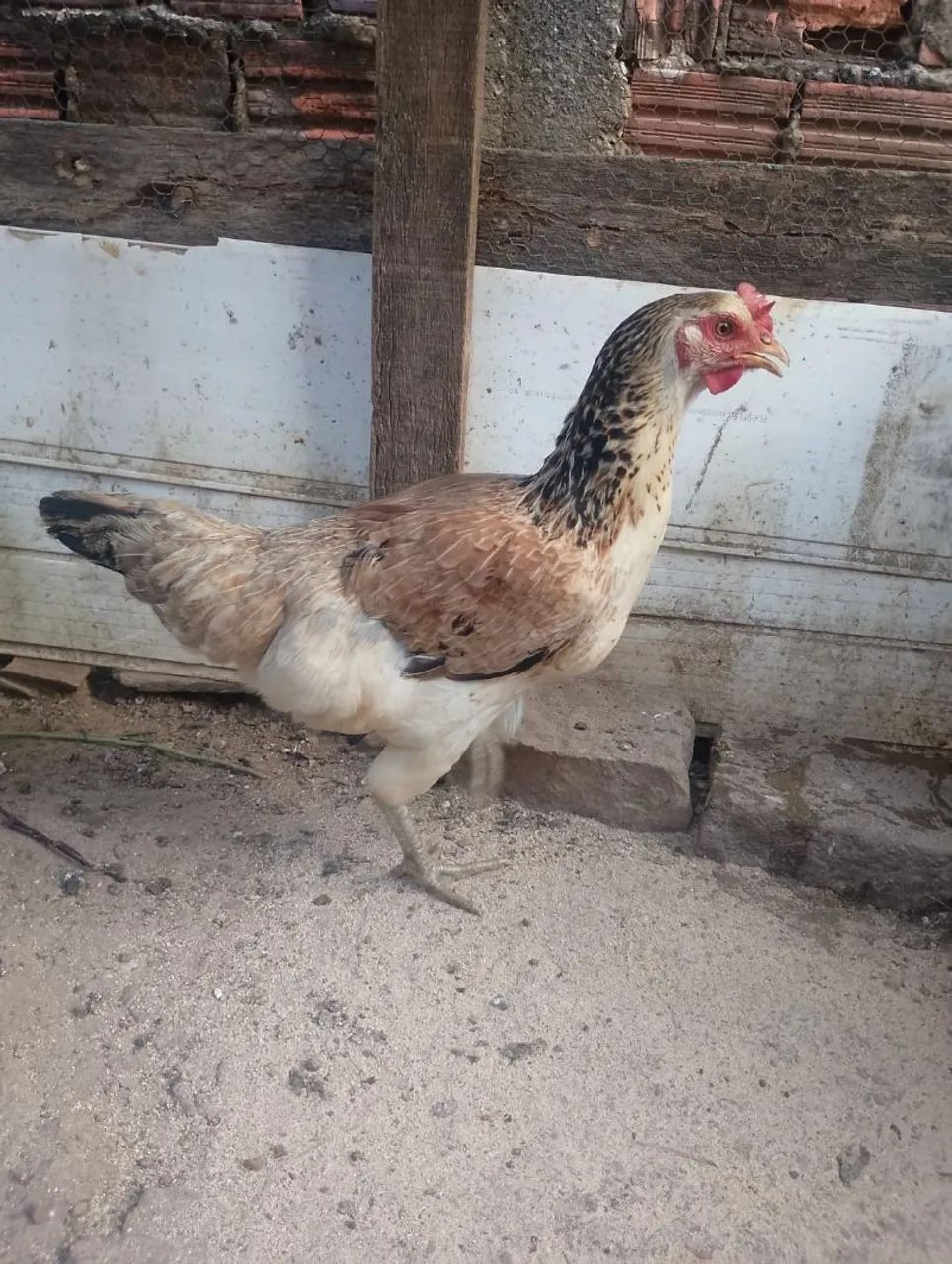 Galinha Caipira - Foto 2