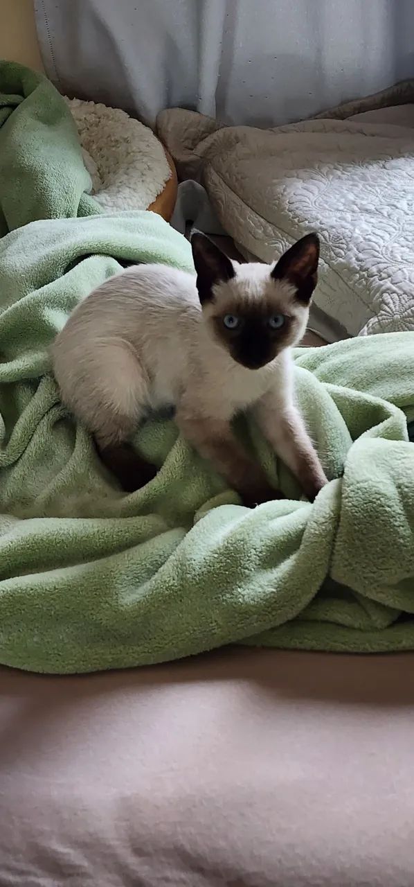 Gatinha para adoção