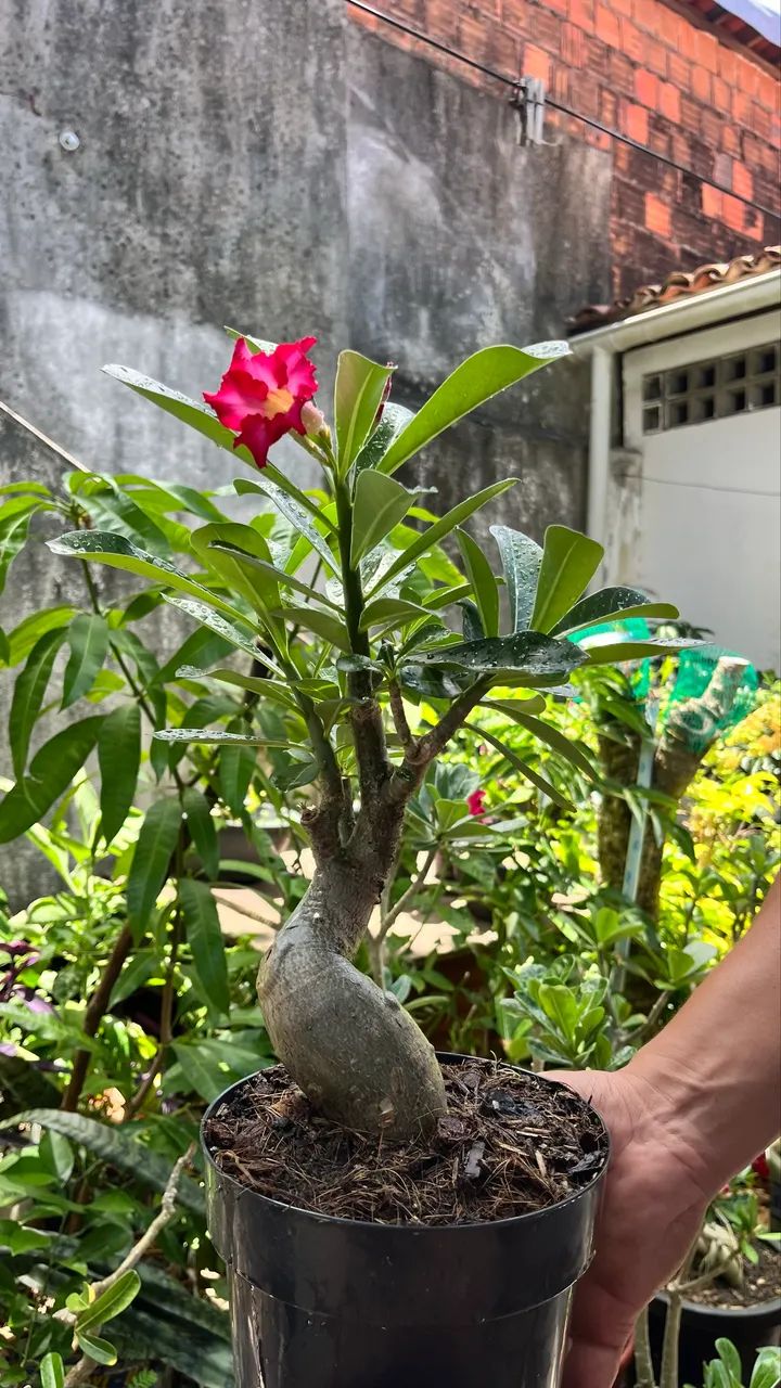 Rosa do deserto ?  - Foto 4
