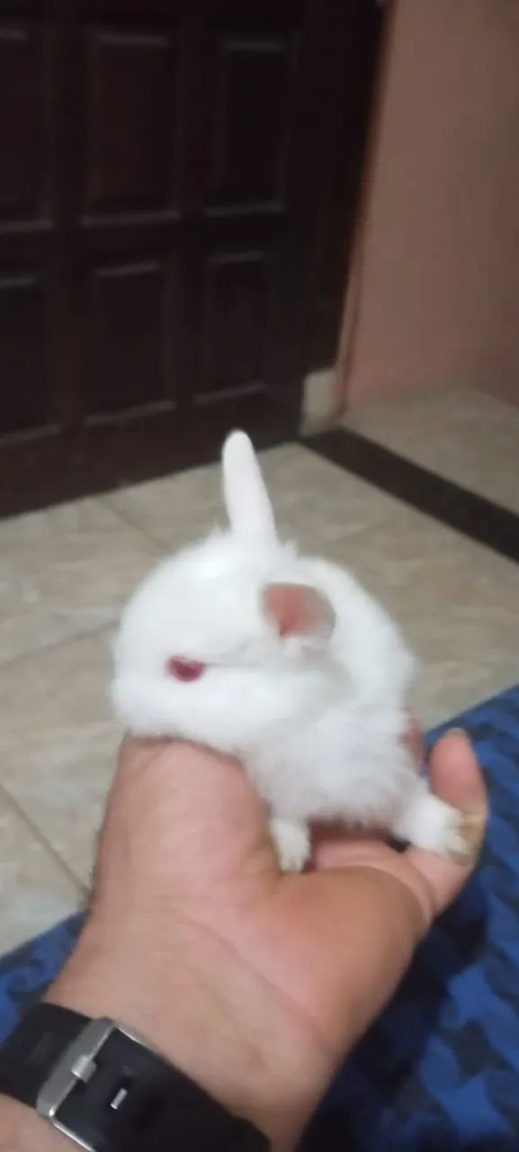Filhotes de Coelho da Raça Mini Lion - Foto 3