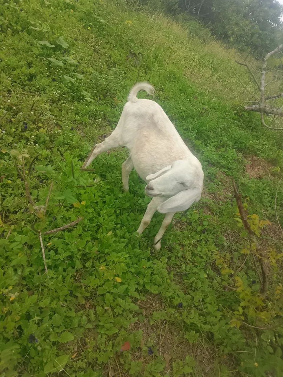 Cabra buchuda - Foto 2