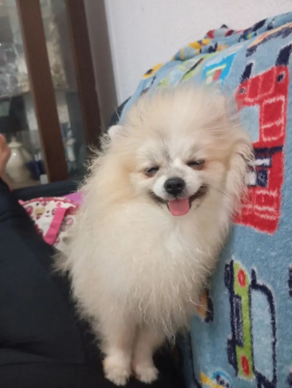 Filhote de cães  - Foto 2