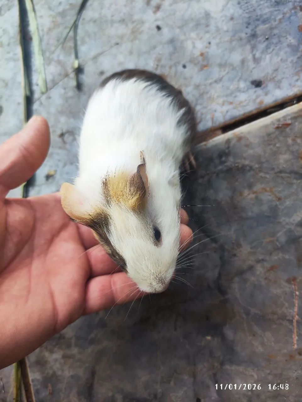 Porquinho da Índia macho 40 fêmea 60 - Foto 2