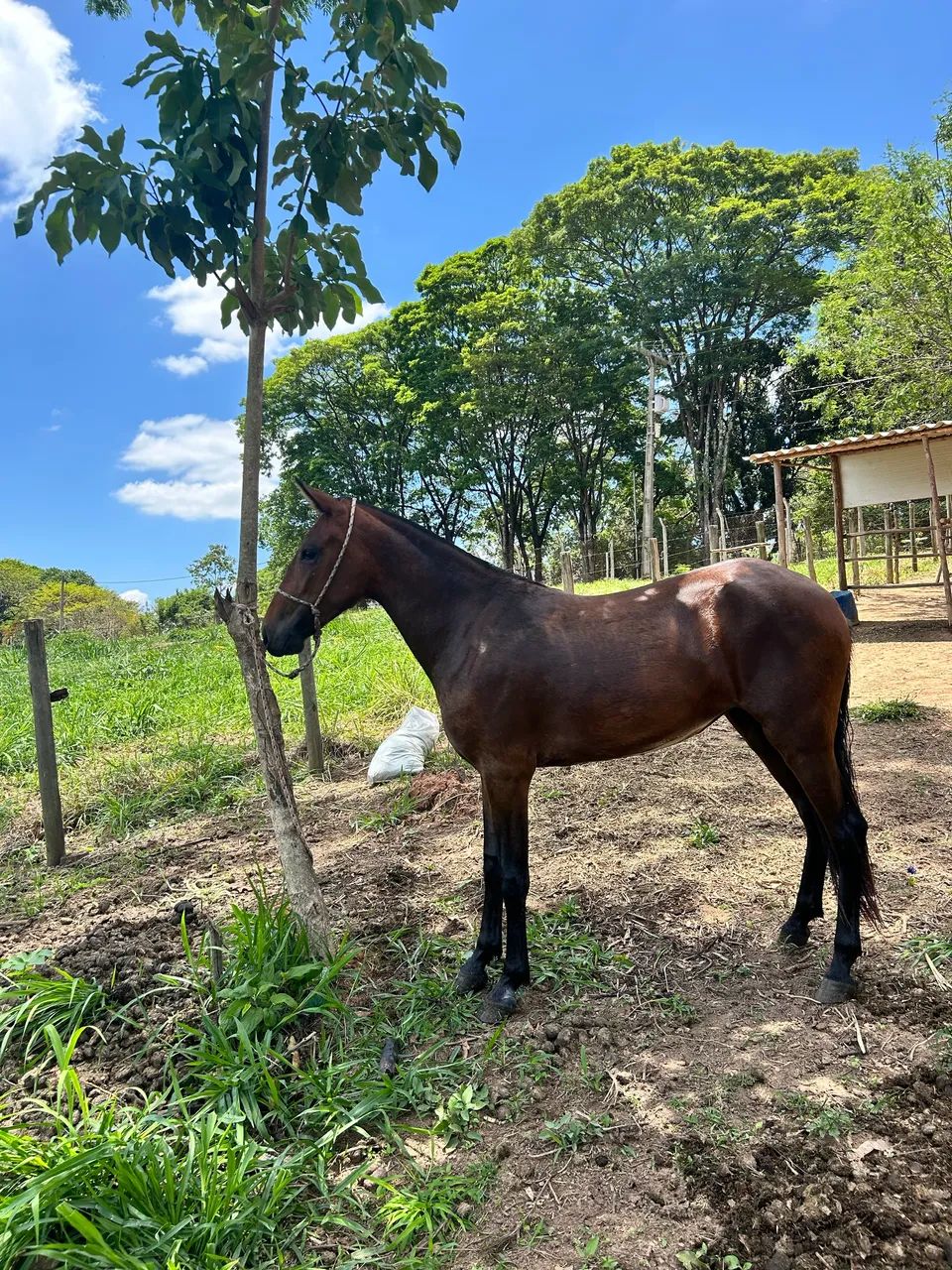 Potra mangalarga marchador  - Foto 2