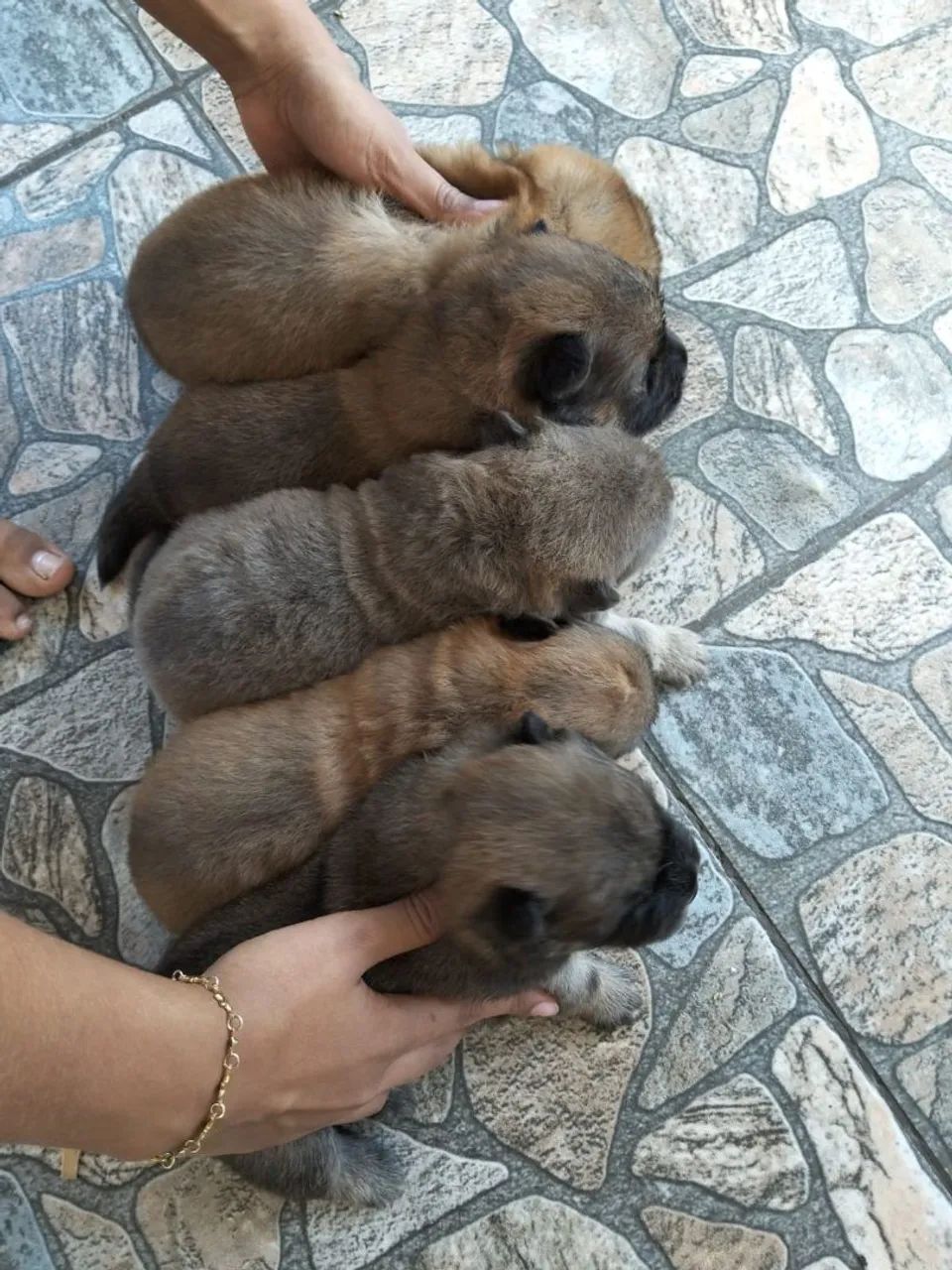 Vender cachorro Chow Chow - Foto 2