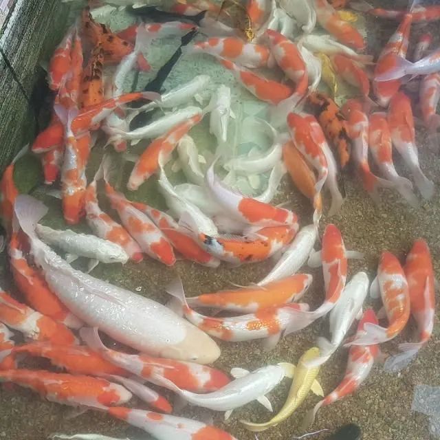 Foto - Rio de Janeiro - Barra da Tijuca