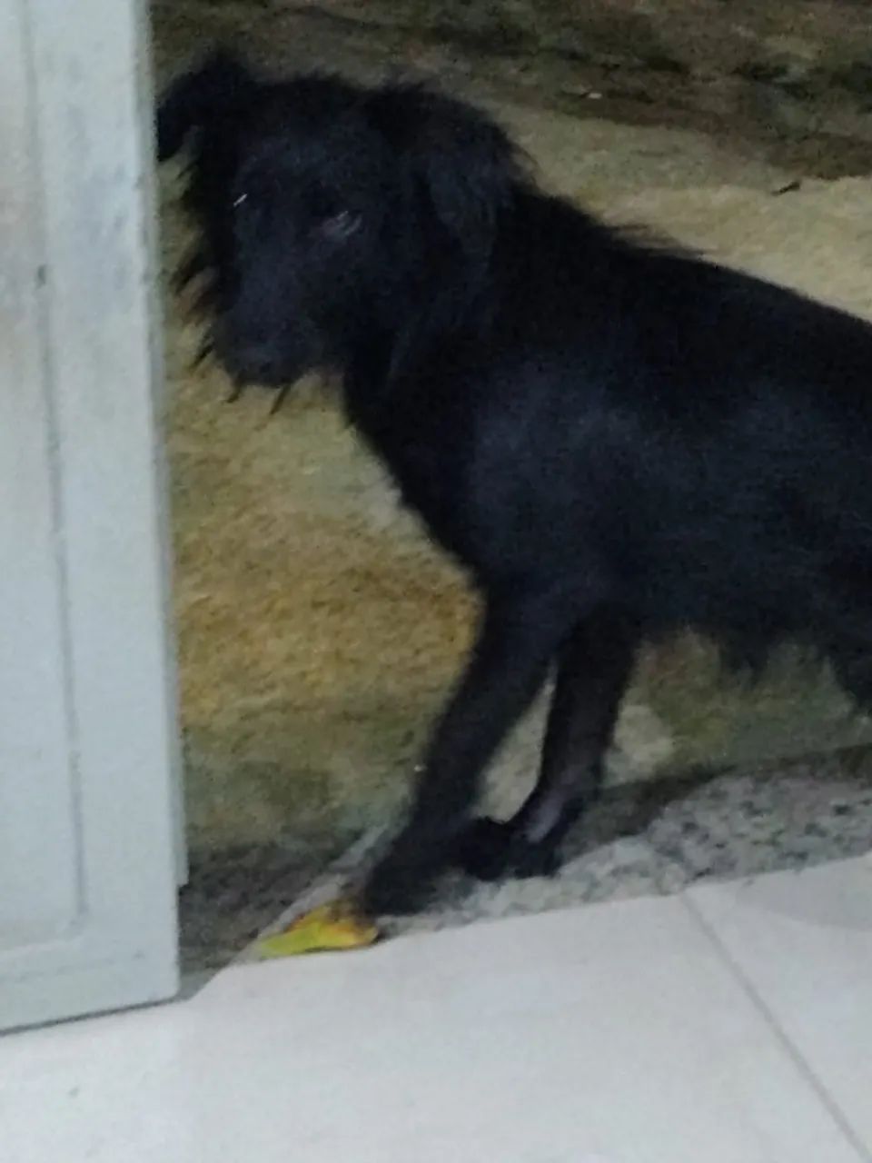 Doa-se cachorro macho  - Foto 2