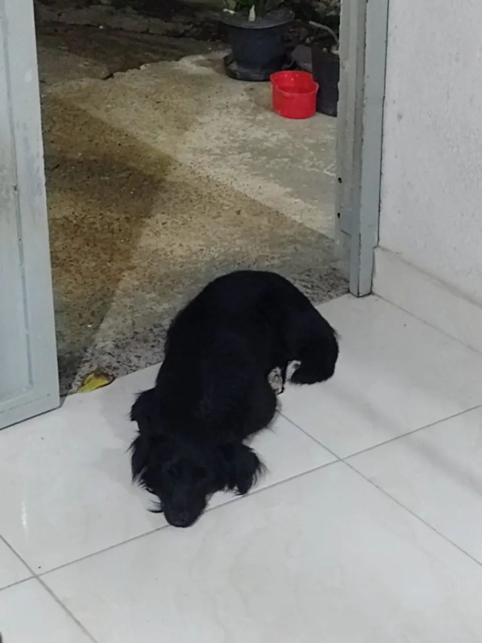 Doa-se cachorro macho 