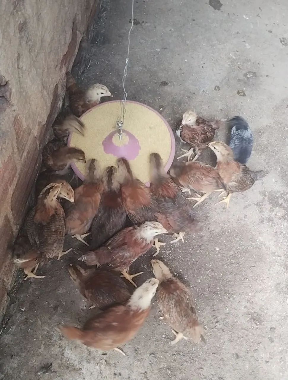 Pintas poedeiras Embrapa 51 com 2 meses