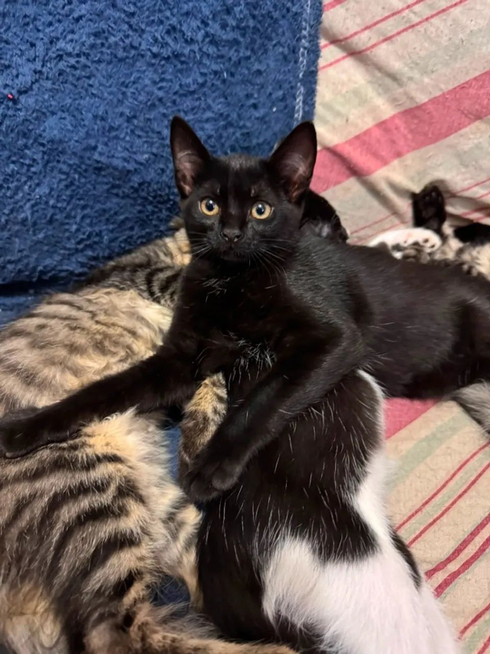 Doação de gatos  - Foto 2