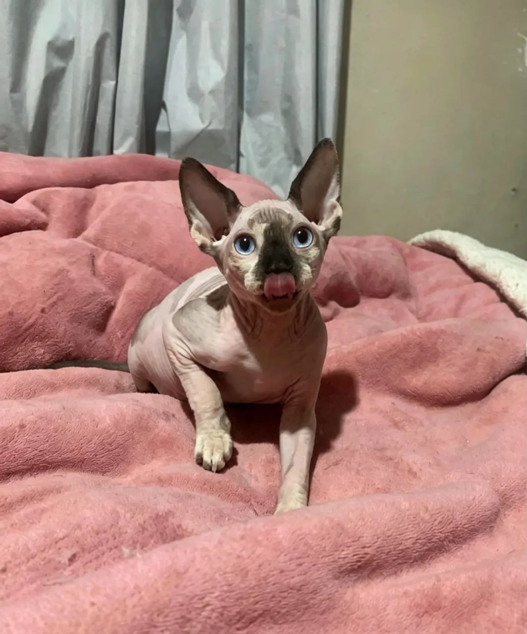 Fêmea sphynx 3 meses - Foto 4