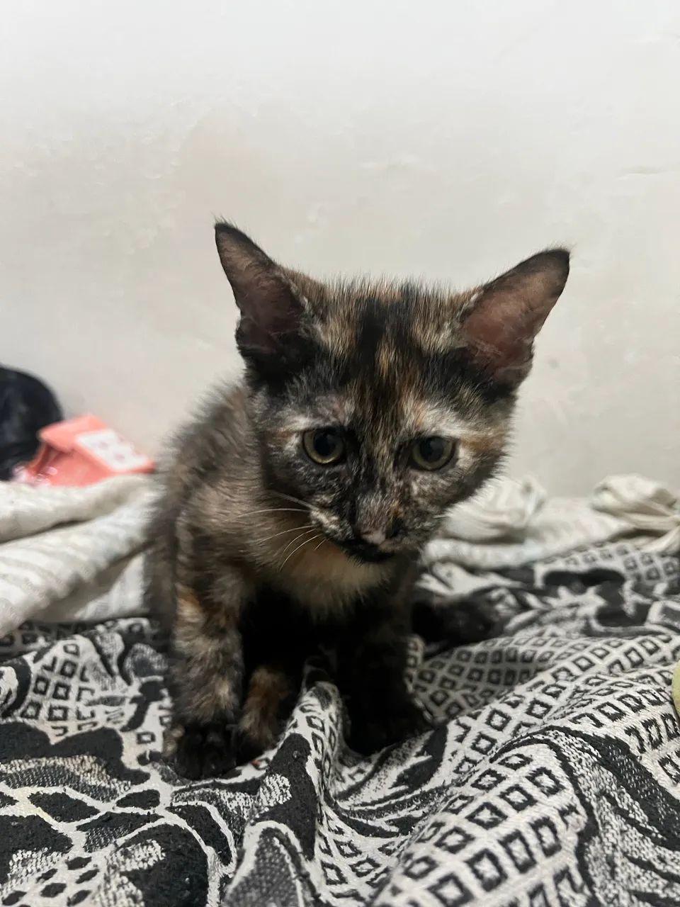 Gatinhos para adoção  - Foto 3