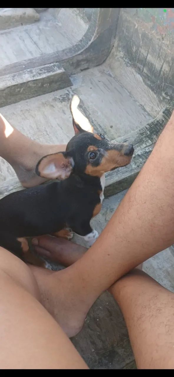 Animais para adoção  - Foto 2