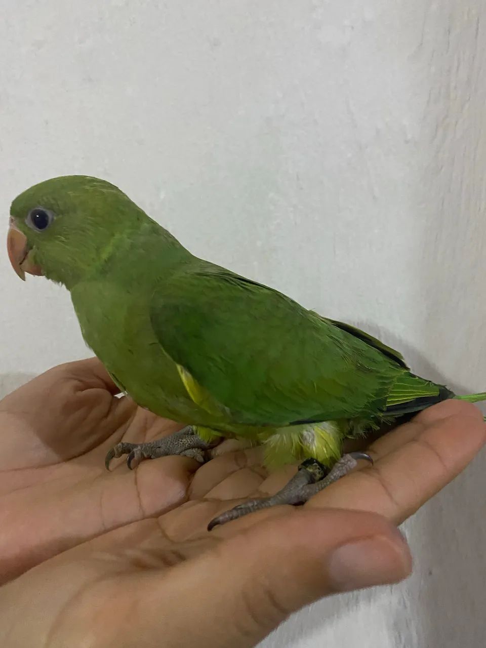 Gaiola de ring - Foto 2