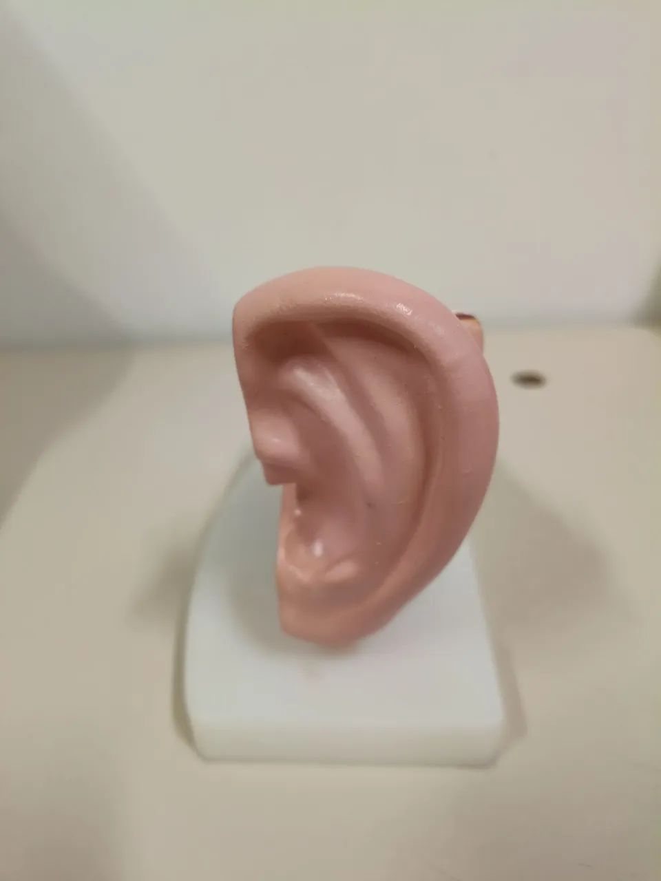 Orelha anatômica 