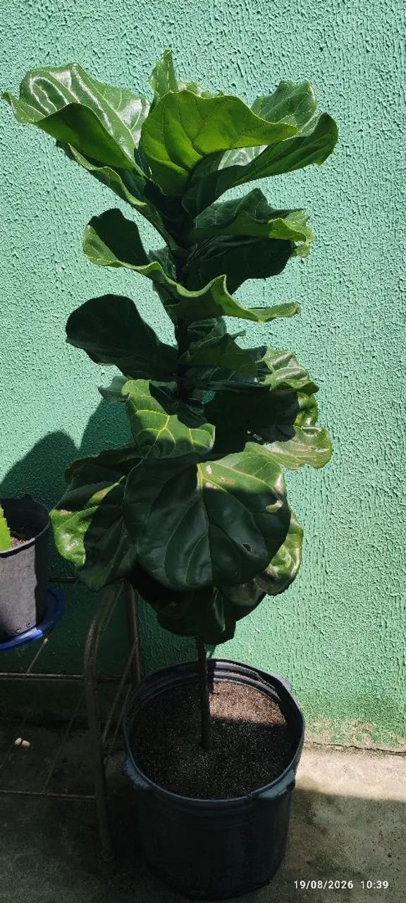 Plantas diversas 