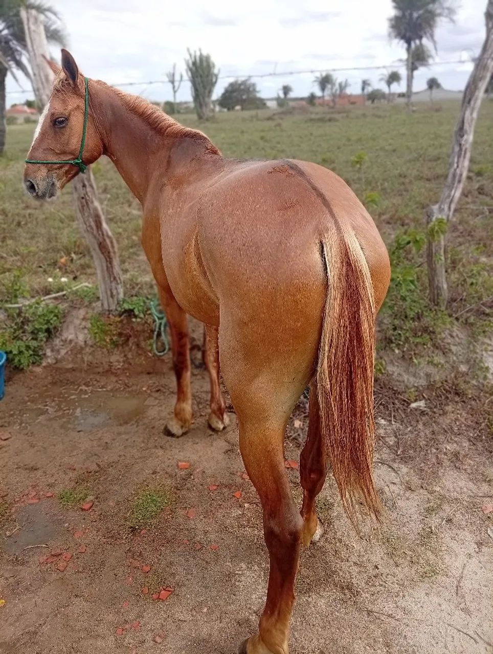 Troca e vender  - Foto 5