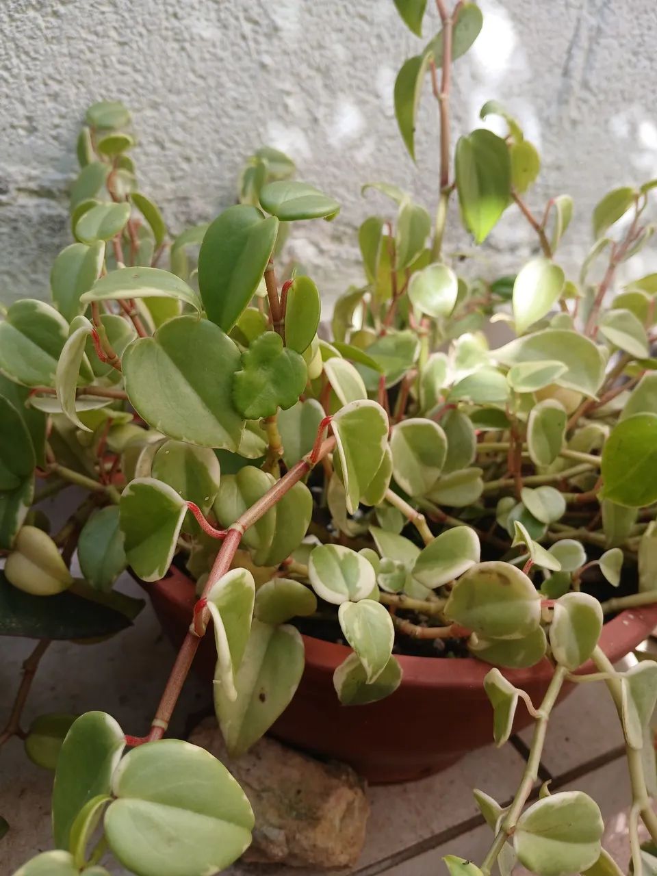 Peperomia - Foto 2